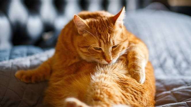 Dicke Katze putzt sich