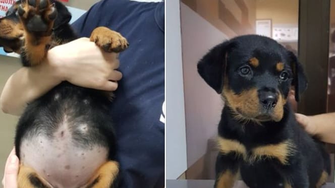 Barriga de cachorro hinchada