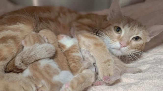 Die abgeschobene Katzenfamilie