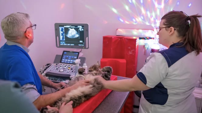 Dierenarts in Schiedam zet de discolichten aan tijdens behandeling