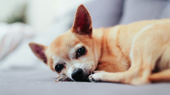 Dierenartsen waarschuwen voor de pijn bij kleine hondjes