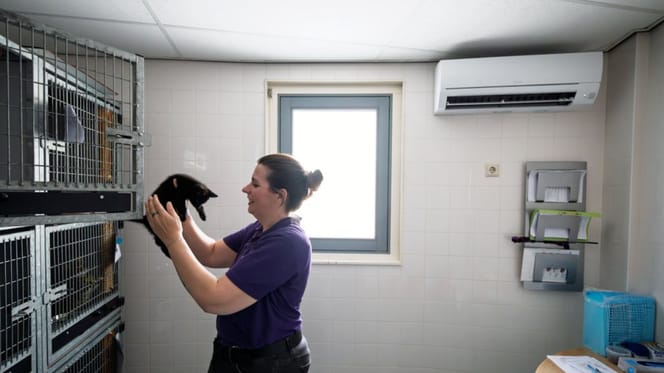 Dierenasiel in Zwolle gaat hitte te lijf met airco