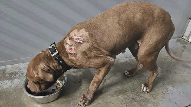 Dierenasiel laat verwaarloosde hond Emma inslapen