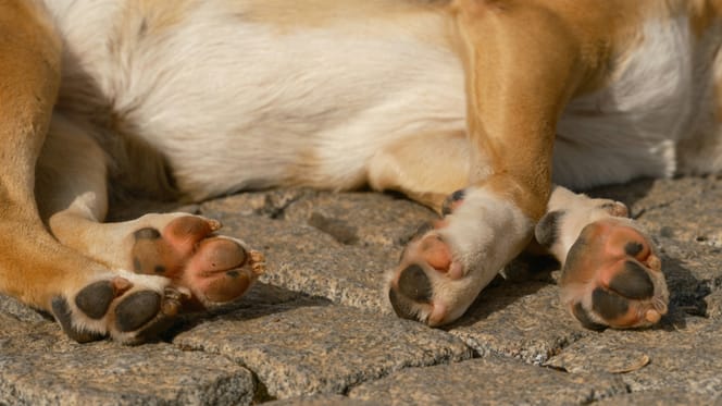 Dierenpolitie slaat alarm vanwege hoge asfalttemperatuur