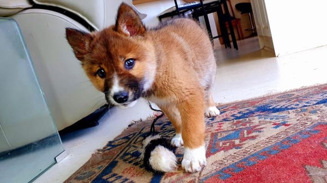 Encuentra un cachorro en el jardín el ADN desvela un secreto que nadie esperaba