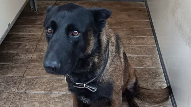 Dino, chien policier