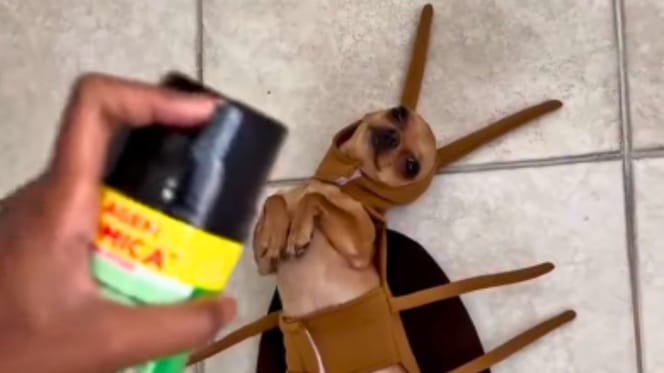 disfraz carnaval perro