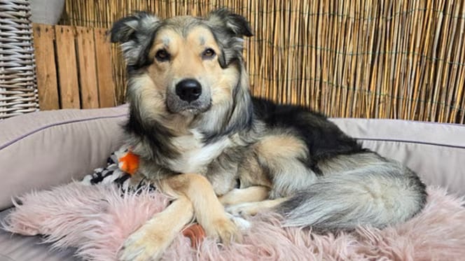 Django, de hond uit Roemenië op zoek naar een nieuw thuis