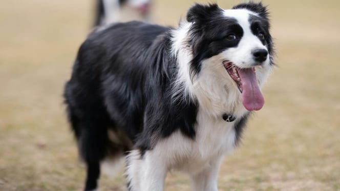 Do Border Collies shed: Border Collie standing on grass
