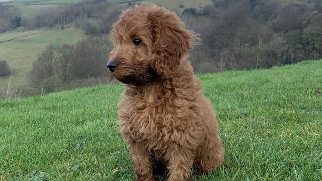 Do Cockapoo dogs shed: Cockapoo standing on grass
