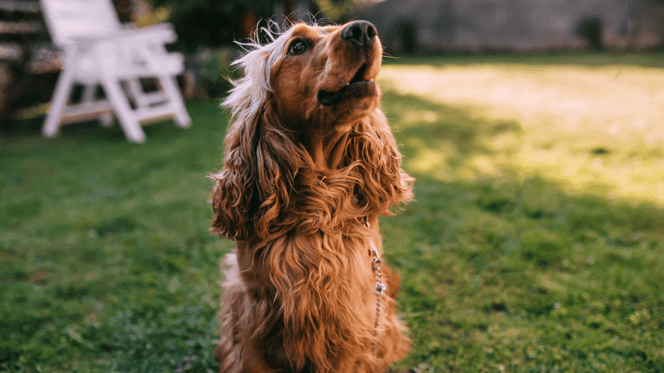 Do Cocker Spaniels bark a lot?: Cocker Spaniel at home with owner