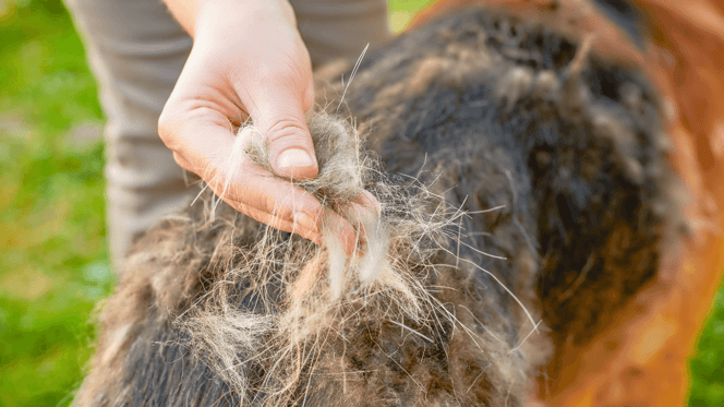 Do German Shepherd dogs shed: Owner grooming German Shepherd