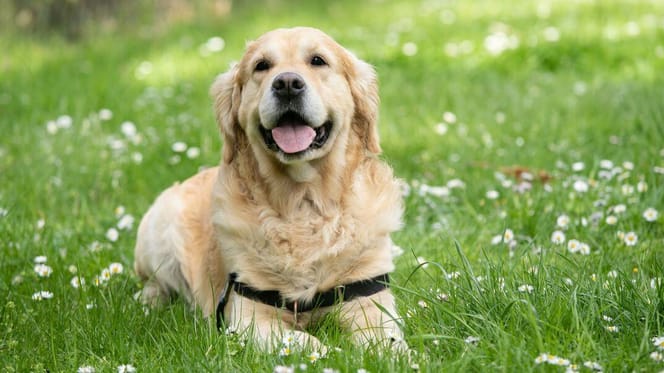 Do Golden Retrievers bark a lot: Golden Retriever in grass