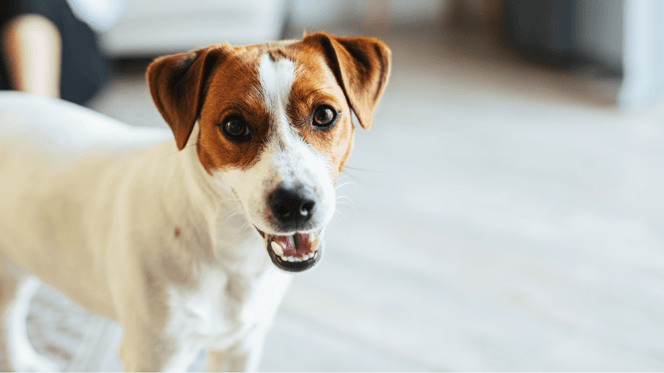 Do Jack Russells shed: Jack Russell with owner