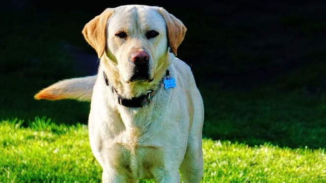 Do labradors bark a lot? yellow Labrador