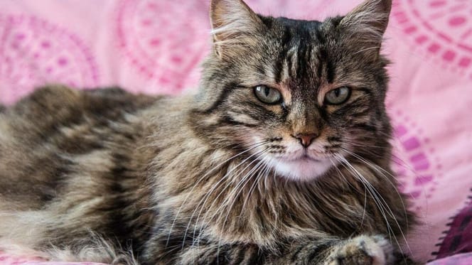 Do Maine Coon cats shed: Maine Coon cat