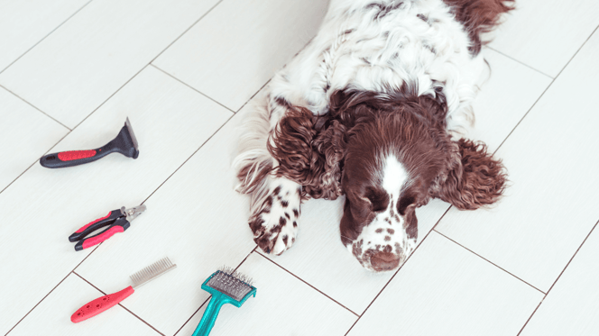 Do Springer Spaniels shed: Springer Spaniel