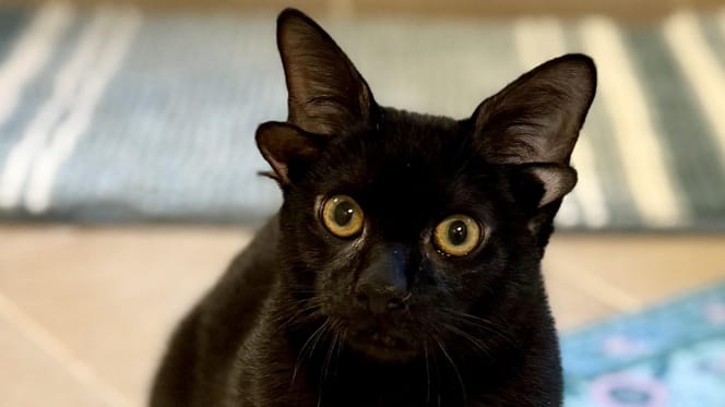 Dobby, le chat noir qui a 4 oreilles