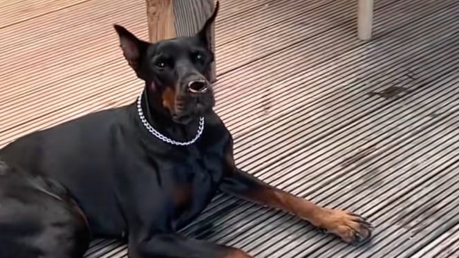 Doberman et papillon