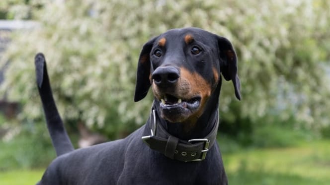 Dobermann Mexx