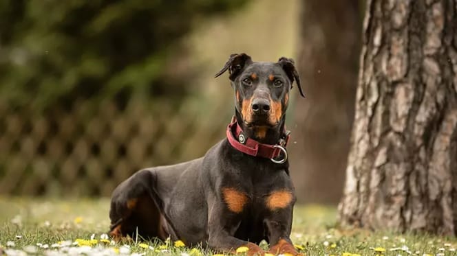 Dobermann Tyson