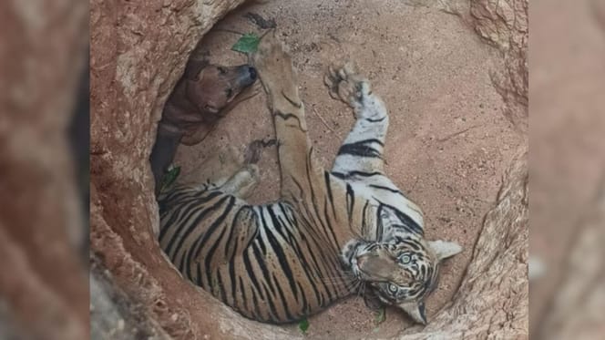 Dog and tiger in pit