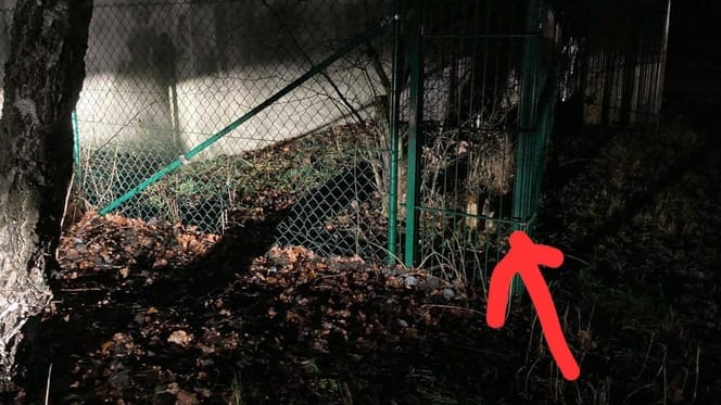 Perra encontrada tras ser abandonada en una protectora