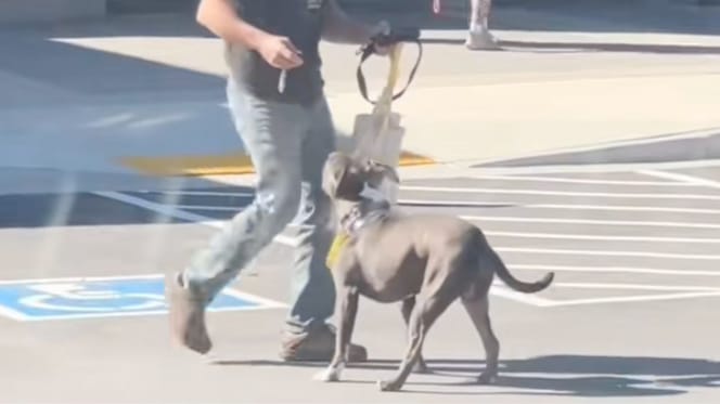 Hund vor dem Tierheim