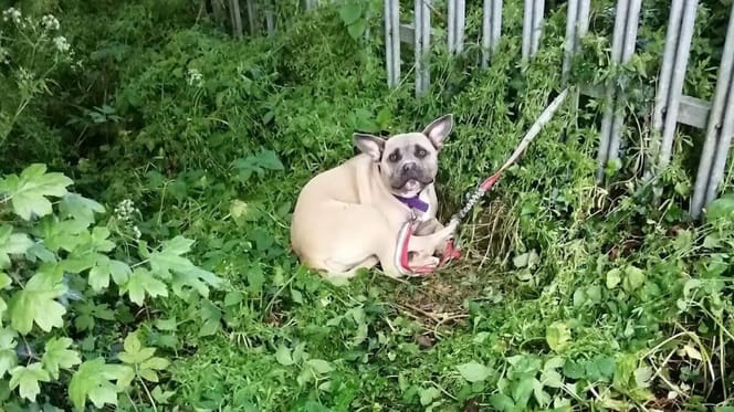 Dog in shrubbery