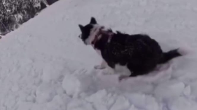 Dog on ski slope