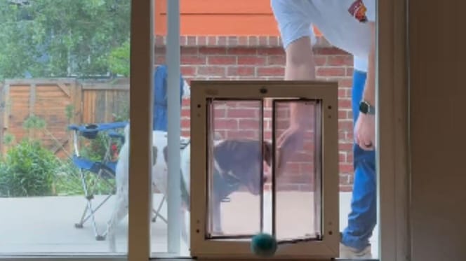 Dog outside of dog door