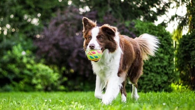 Dog running with ball in mouth
