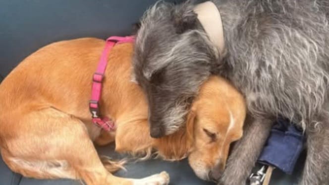 Dog's stolen from car