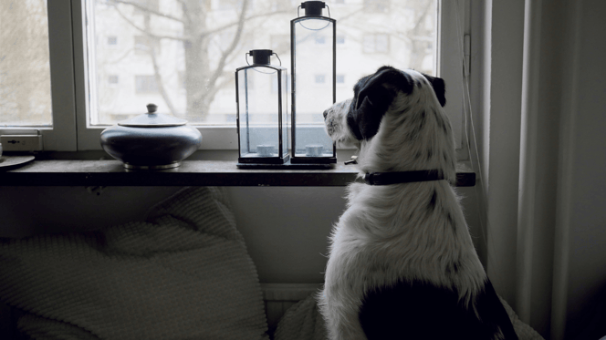Dog sitting looking out of window