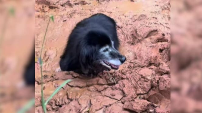 Dog stuck in mud