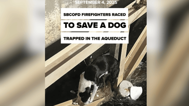Dog stuck on aqueduct