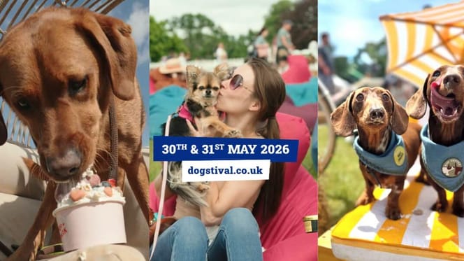 Dogs enjoying Dogstival