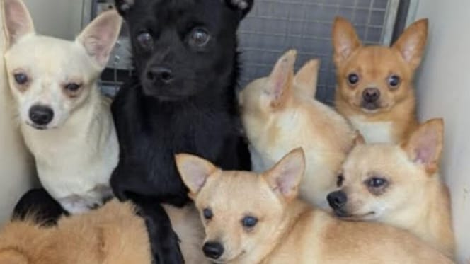 Dogs rescued from house