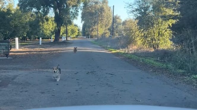 Hunde laufen auf ein Auto zu.