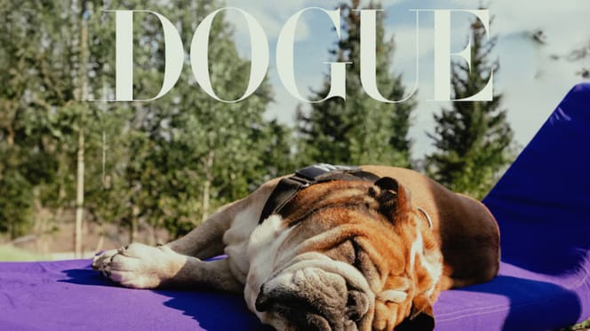 Dogue, de verhalen achter de hond
