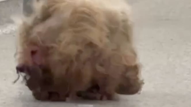 Dolly la chienne