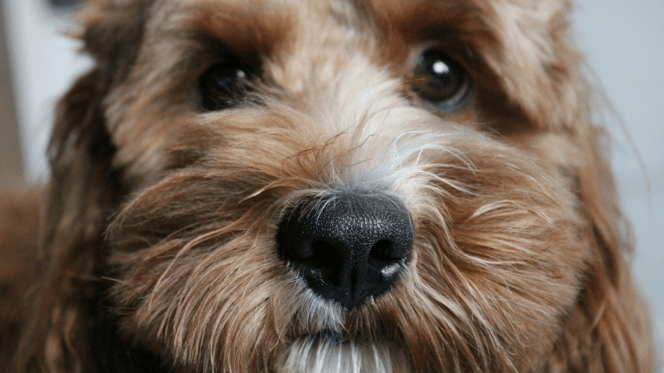 Doodle crossbreed looking at camera