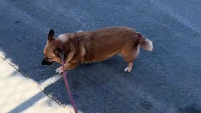 Doris the dog