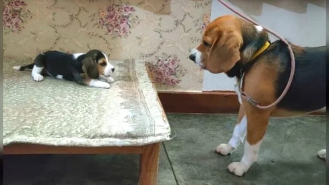 Beagle adulto y su cachorro