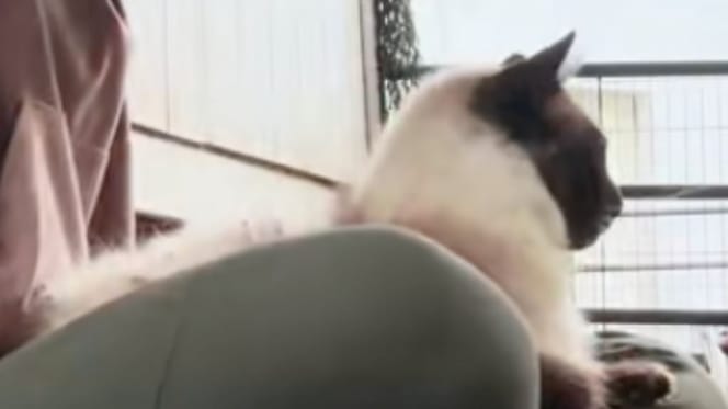 Dreamer le chat