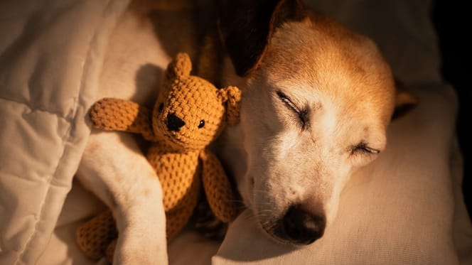 duelo-animal-perdida-de-un-perro