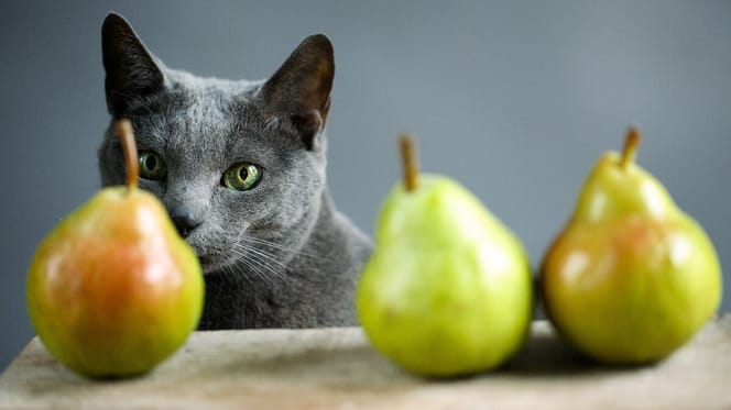 Mag een kat peer eten?