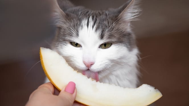 Mag een kat meloen eten?
