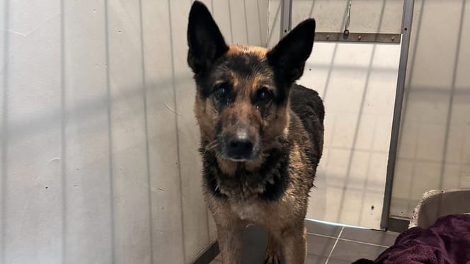 Duitse herder wordt van snelweg gehaald maar baasje nog niet gevonden