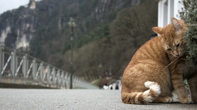 Duitse kattennamen
